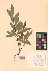 Salix kalarica (A. K. Skvortsov) Vorosch., Siberia, Russian Far East (S6) (Russia)