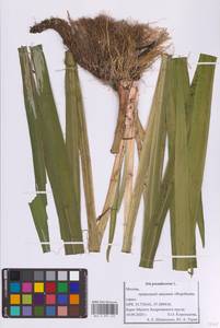 Iris pseudacorus L., Eastern Europe, Moscow region (E4a) (Russia)