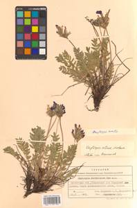 Oxytropis adamsiana subsp. erecta (Kom.) Kuvaev, Siberia, Chukotka & Kamchatka (S7) (Russia)