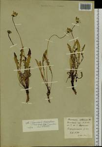 Taraxacum bessarabicum (Hornem.) Hand.-Mazz., Siberia, Baikal & Transbaikal region (S4) (Russia)