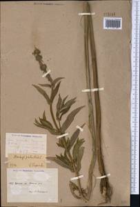 Stachys palustris L., Middle Asia, Caspian Ustyurt & Northern Aralia (M8) (Kazakhstan)