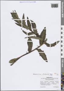 Hieracium virosum Pall., Eastern Europe, Middle Volga region (E8) (Russia)