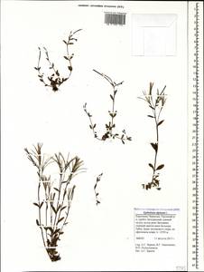 Epilobium anagallidifolium Lam., Caucasus, Stavropol Krai, Karachay-Cherkessia & Kabardino-Balkaria (K1b) (Russia)