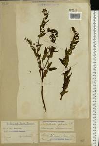 Scutellaria galericulata L., Eastern Europe, Volga-Kama region (E7) (Russia)