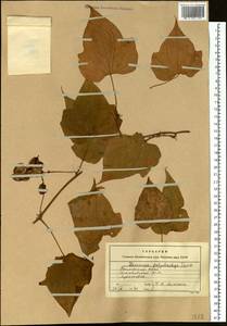 Dioscorea nipponica Makino, Siberia, Russian Far East (S6) (Russia)