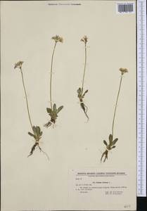 Primula farinosa L., Western Europe (EUR) (Bulgaria)