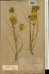 Astragalus macrocephalus subsp. finitimus (Boiss.) Chamberlain, Caucasus, Azerbaijan (K6) (Azerbaijan)