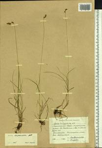 Carex lachenalii subsp. lachenalii, Siberia, Western Siberia (S1) (Russia)