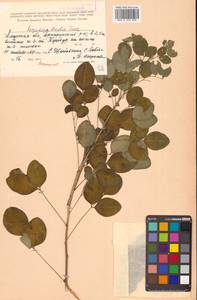 Lespedeza bicolor Turcz., Siberia, Russian Far East (S6) (Russia)