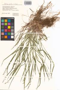 Melica picta K.Koch, Eastern Europe, Lower Volga region (E9) (Russia)