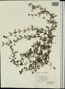 Galium spurium L., Eastern Europe, Central region (E4) (Russia)
