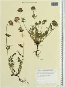 Anthyllis vulneraria subsp. pulchella (Vis.)Bornm., Crimea (KRYM) (Russia)