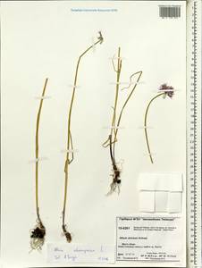 Allium schoenoprasum L., Siberia, Central Siberia (S3) (Russia)