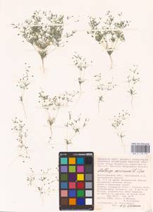 Hypertelis cerviana (L.) Thulin, Eastern Europe, Lower Volga region (E9) (Russia)