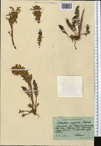 Pedicularis songarica Schrenk ex Fisch. & C.A. Mey., Middle Asia, Northern & Central Tian Shan (M4) (Kyrgyzstan)