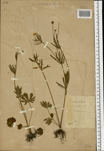 Ranunculus auricomus L., Eastern Europe, Central forest-and-steppe region (E6) (Russia)
