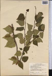 Betula pendula subsp. mandshurica (Regel) Ashburner & McAll., America (AMER) (Canada)