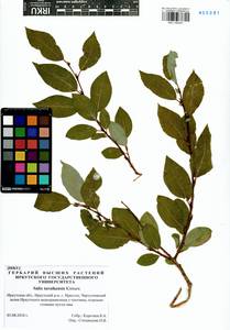 Salix taraikensis Kimura, Siberia, Baikal & Transbaikal region (S4) (Russia)