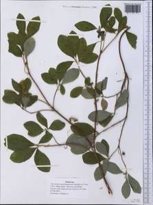 Vaccinium membranaceum Douglas ex Hook., America (AMER) (United States)