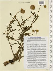 Amberboa glauca (Willd.) Grossh., Caucasus, Dagestan (K2) (Russia)