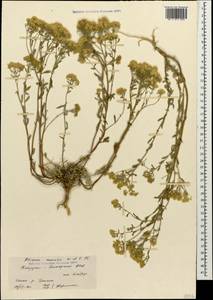 Odontarrhena muralis (Waldst. & Kit.) Endl., Caucasus, Stavropol Krai, Karachay-Cherkessia & Kabardino-Balkaria (K1b) (Russia)