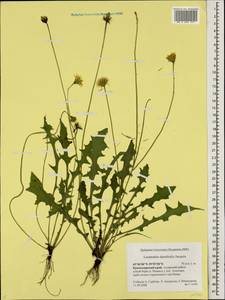 Leontodon hispidus subsp. danubialis (Jacq.) Simonk., Caucasus, Black Sea Shore (from Novorossiysk to Adler) (K3) (Russia)