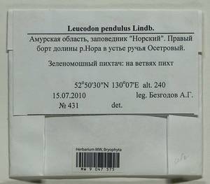 Leucodon pendulus Lindb., Bryophytes, Bryophytes - Russian Far East (excl. Chukotka & Kamchatka) (B20) (Russia)