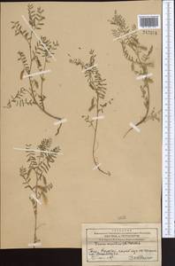 Vicia ervilia (L.)Willd., Middle Asia, Western Tian Shan & Karatau (M3) (Kazakhstan)