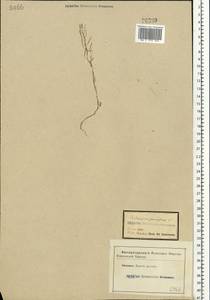 Cardamine parviflora L., Eastern Europe, Central forest-and-steppe region (E6) (Russia)