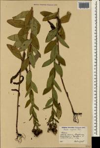 Pentanema salicinum subsp. asperum (Poir.) Mosyakin, Crimea (KRYM) (Russia)