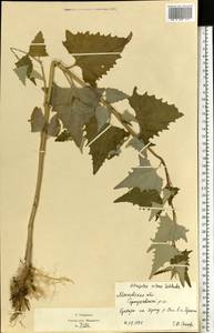 Atriplex sagittata Borkh., Eastern Europe, Moscow region (E4a) (Russia)