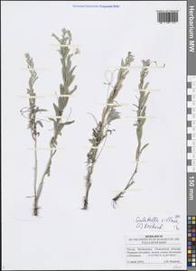 Galatella villosa (L.) Rchb. fil., Eastern Europe, Middle Volga region (E8) (Russia)