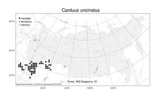 Carduus uncinatus M. Bieb., Atlas of the Russian Flora (FLORUS) (Russia)