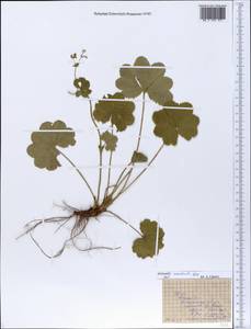 Alchemilla monticola Opiz, Eastern Europe, Central forest region (E5) (Russia)