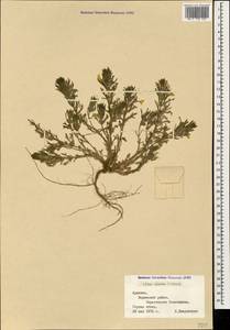 Ajuga chamaepitys subsp. chia (Schreb.) Arcang., Caucasus, Armenia (K5) (Armenia)