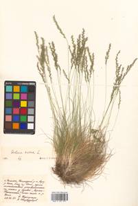 Festuca ovina L., Siberia, Russian Far East (S6) (Russia)