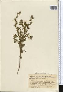 Lycopsis arvensis subsp. orientalis (L.) Kuzn., Middle Asia, Western Tian Shan & Karatau (M3) (Kazakhstan)