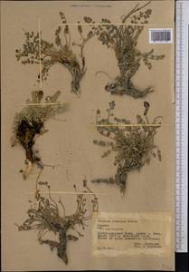 Chesneya crassipes Boriss., Middle Asia, Pamir & Pamiro-Alai (M2) (Tajikistan)