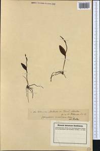 Ophioglossum vulgatum L., Western Europe (EUR) (Sweden)