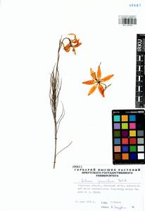 Lilium pumilum Redouté, Siberia, Baikal & Transbaikal region (S4) (Russia)