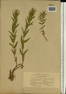 Gratiola officinalis L., Eastern Europe, North Ukrainian region (E11) (Ukraine)