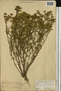 Achillea leptophylla M. Bieb., Eastern Europe, North Ukrainian region (E11) (Ukraine)