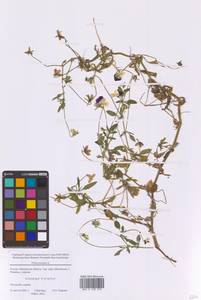 Viola tricolor L., Eastern Europe, Moscow region (E4a) (Russia)