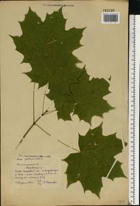 Acer platanoides L., Eastern Europe, North-Western region (E2) (Russia)