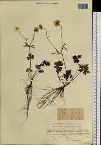 Ranunculus propinquus subsp. glabriusculus (Rupr.) Kuvaev, Eastern Europe, Northern region (E1) (Russia)
