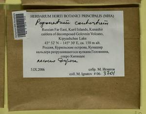 Pogonatum contortum (Menzies ex Brid.) Lesq., Bryophytes, Bryophytes - Russian Far East (excl. Chukotka & Kamchatka) (B20) (Russia)