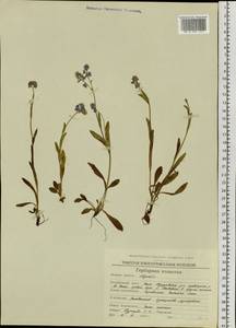 Myosotis alpestris F.W.Schmidt, Siberia, Chukotka & Kamchatka (S7) (Russia)
