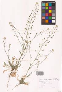 Capsella bursa-pastoris (L.) Medik., Eastern Europe, Central forest-and-steppe region (E6) (Russia)