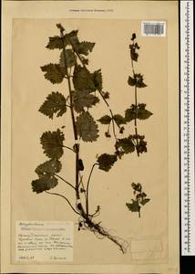 Scrophularia divaricata Ledeb., Caucasus, Krasnodar Krai & Adygea (K1a) (Russia)