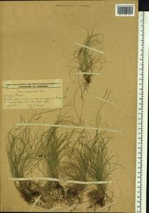 Carex ussuriensis Kom., Siberia, Russian Far East (S6) (Russia)